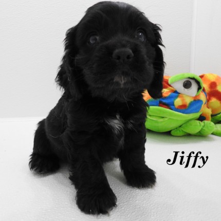 puppy, for, sale, Cocker Spaniel, Joe & Cherri  Overlease, dog, breeder, Miller, MO, dog-breeder, puppy-for-sale, forsale, nearby, find, puppyfind, locator, puppylocator, aca